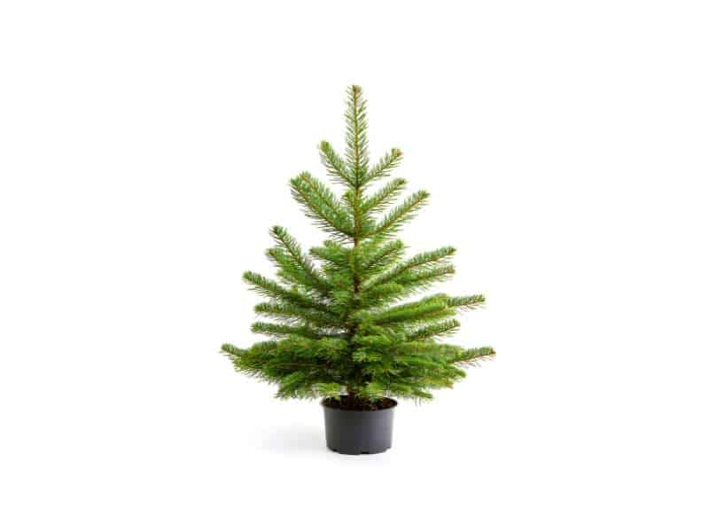 différents types de sapins de Noël : naturel, artificiel et alternatif en bois