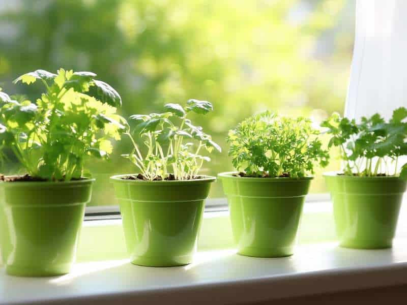 petite cuisine avec plantes aromatiques sur étagère près de la fenêtre