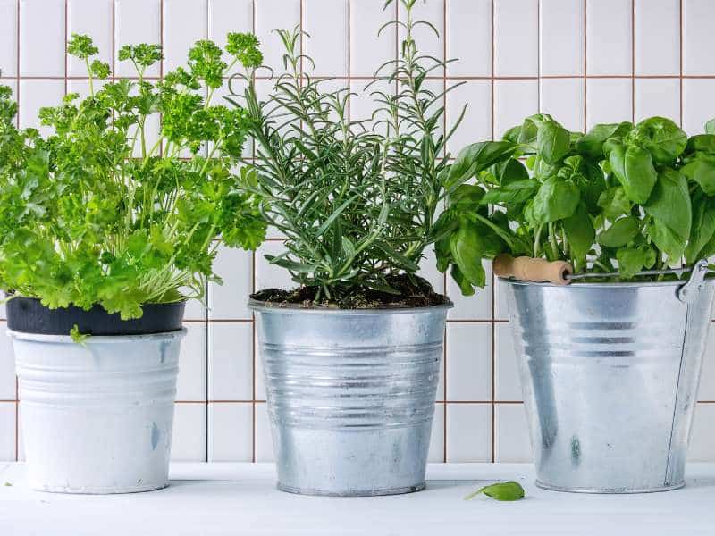 plantes aromatiques cuisine printemps déco